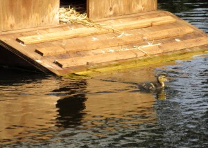 Baby duck near its' new home