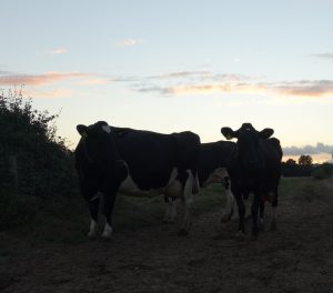 Cows heading in for the night