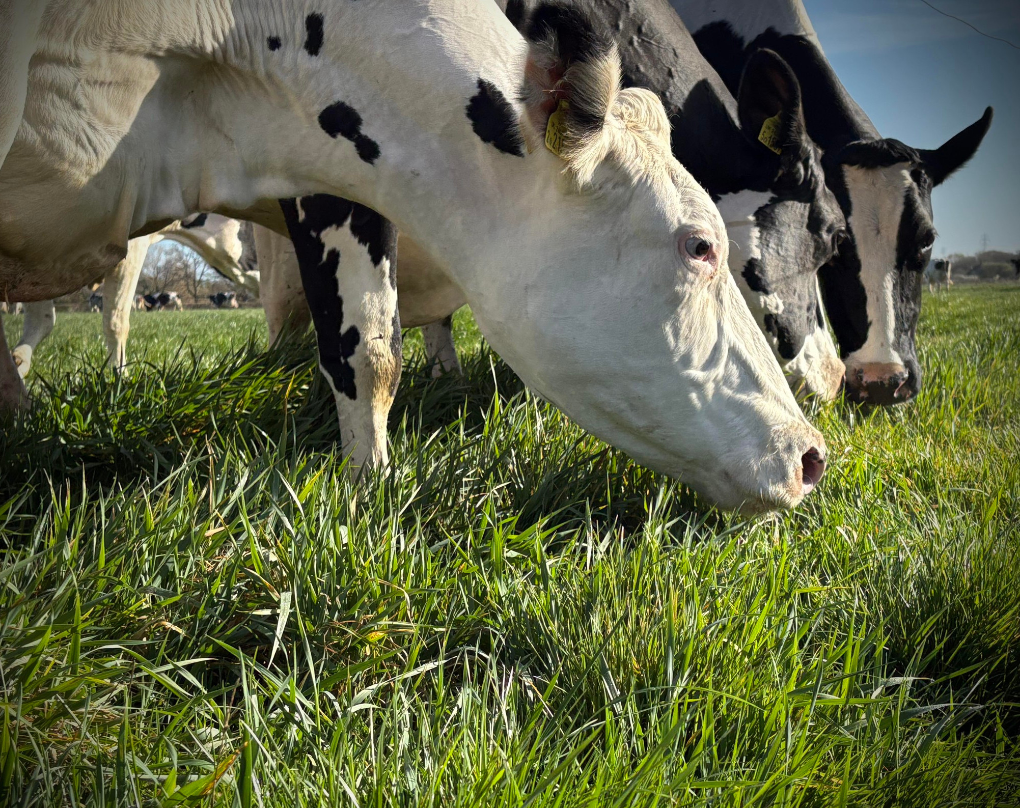 3Moos