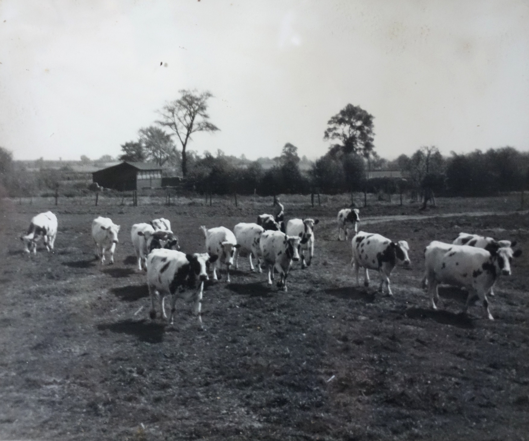 Bradfields Farm history - Bradfields Farm Dairy