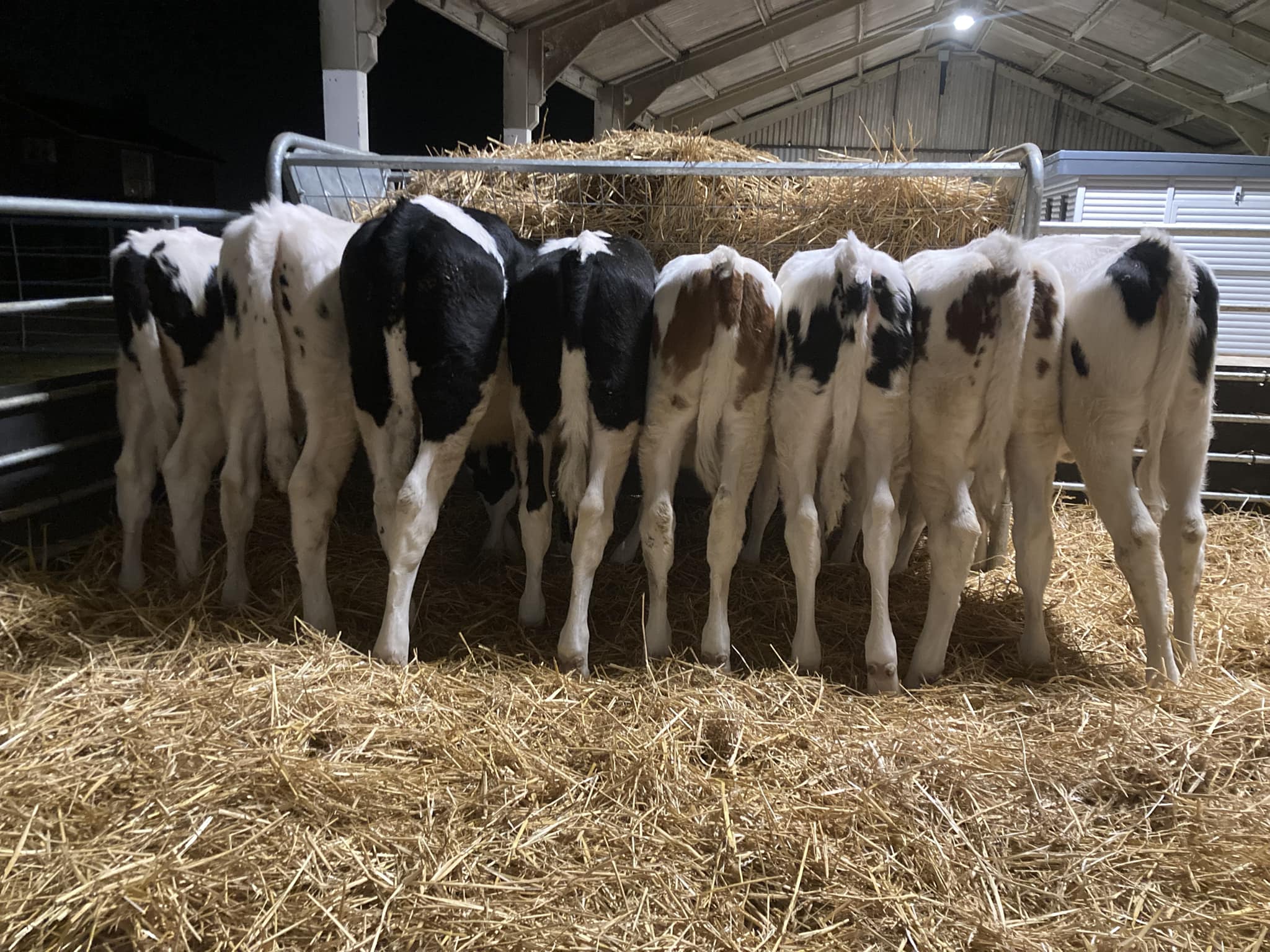Calves bums